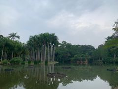 -西双版纳原始森林公园