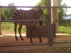 斑马-石家庄市动物园