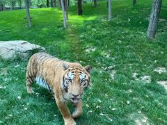 -北京野生动物园