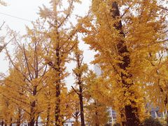 -百林公园-两江幸福广场