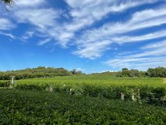 -北京张裕爱斐堡酒庄