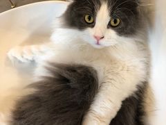 -飞行喵MR PILOT|猫舍·猫咖(静安大融城店)