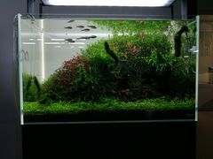 -ADA自然水景世界