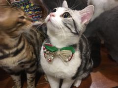-共舞时光猫咖·狗咖(新街口店)