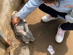 -前小桔亲子创意农场·草莓采摘·露营烧烤