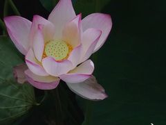 -荔湾湖公园