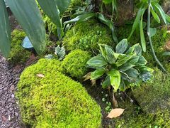 -昆明植物园