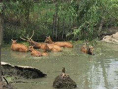 -溱湖国家湿地公园