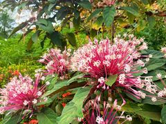 -海南热带野生动植物园