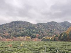 -野蔓果·山野菜(西湖景区·龙井茶田店)