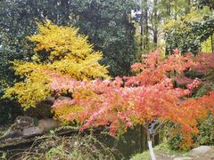 -上海共青森林公园