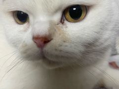 -宠物星动物医院·眼科·异宠·猫科(江南大道总院)