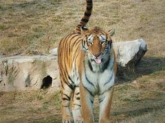 -北京野生动物园