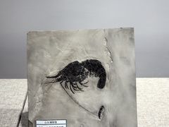 -烟台市博物馆