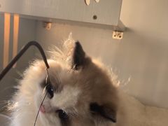 -东方名猫馆·英短金渐层布偶猫舍(环线广场1号楼店)