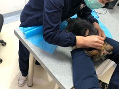 -萌兽医馆·绝育·24小时内科·宠物医院(德胜店)