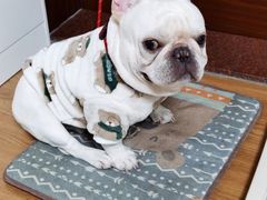-萌宠之家·腊肠犬·马尔泰·小体犬舍