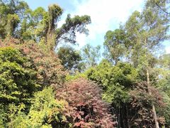 -火炉山森林公园