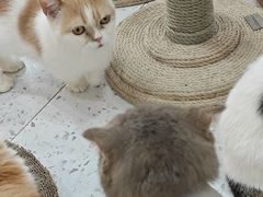 -喵园·猫主题咖啡厅·撸猫·猫咖(国贸店)