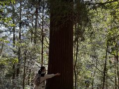-天目山大树王景区