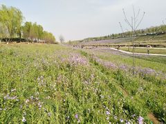 -洨河生态公园