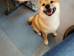 -柴源莊·柴小宠柴犬咖啡