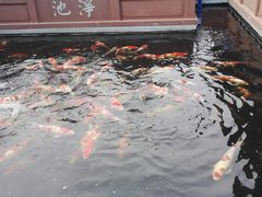 鱼池-开封府