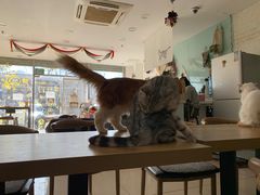 -平行世界·猫咖(首经贸店)