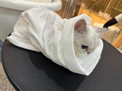 -momokira米努特·德文卷毛猫·棉花面纱犬