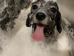 -PETKIT小佩宠物·低压洗护(国顺东路店)