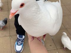 -王府井奥莱临潼小镇(临潼店)