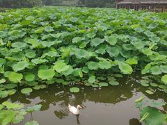 -龙头寺公园