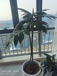 -HEYAN荷妍专业脱毛连锁机构