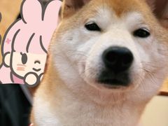 -和它·交个朋友·狗咖猫咖(爱琴海店)