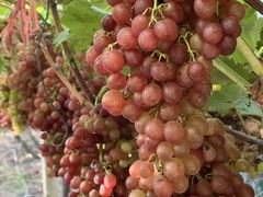 -尚果生态采摘园