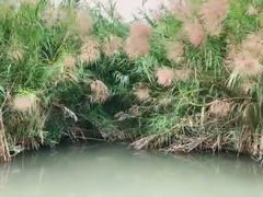 -大湾区中央湿地公园