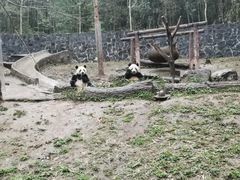 -都江堰中华大熊猫苑
