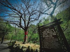 -金龙寺国家森林公园
