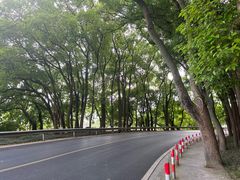 -上海佘山国家森林公园天马山园