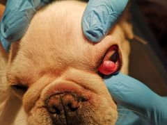 -菲尔斯特宠物医院