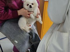 -瑞派福兴宠物医院犬猫全科·骨科·中西医结合(河东店)