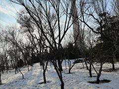 -中央广播电视塔