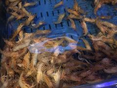 -开海·红岛海鲜虾水饺(石老人店)