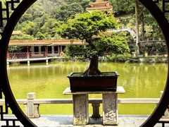 -深圳仙湖植物园