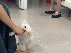 -佳雯宠物医院·皮肤科·内外科(春晓路分院)