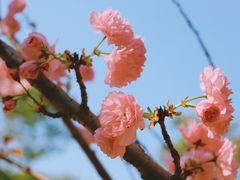 -天适樱花悠乐园