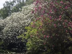 -洛阳市隋唐城遗址植物园