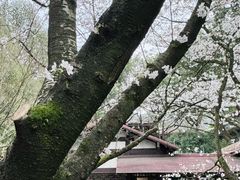 -中国茶叶博物馆(双峰馆区)
