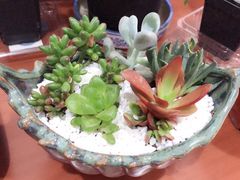 -龙大花卉苗木市场