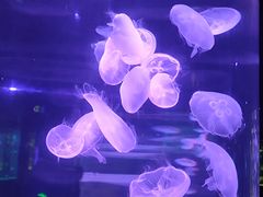 -南昌海洋公园